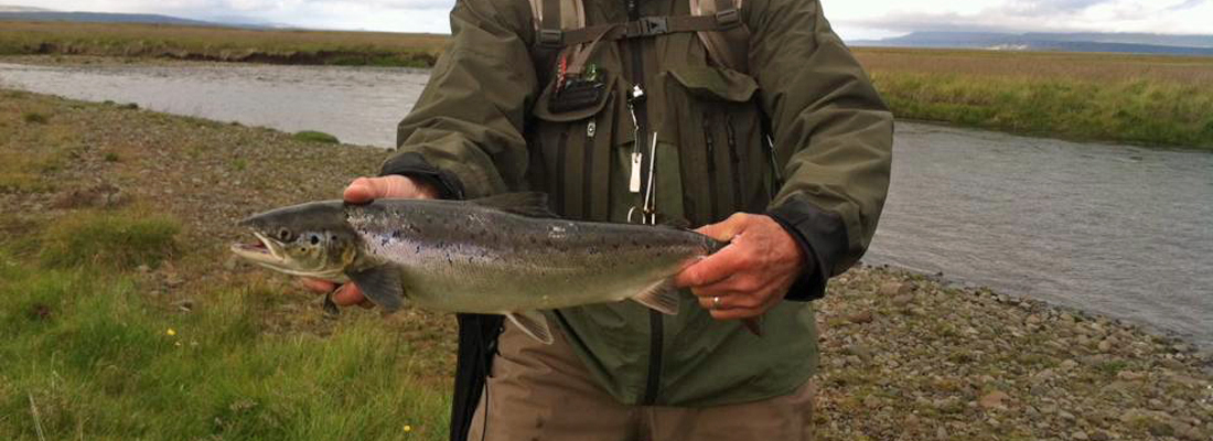 Atlantic Salmon and trout fishing in Iceland