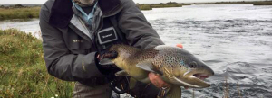Huge trout in Iceland
