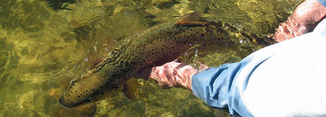 Releasing a large Landlocked Salmon in Maine