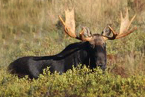 Maine Moose Hunting Bid for a tag