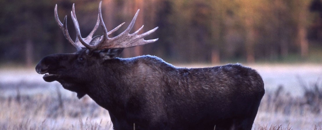 Bull Moose Hunt in Maine