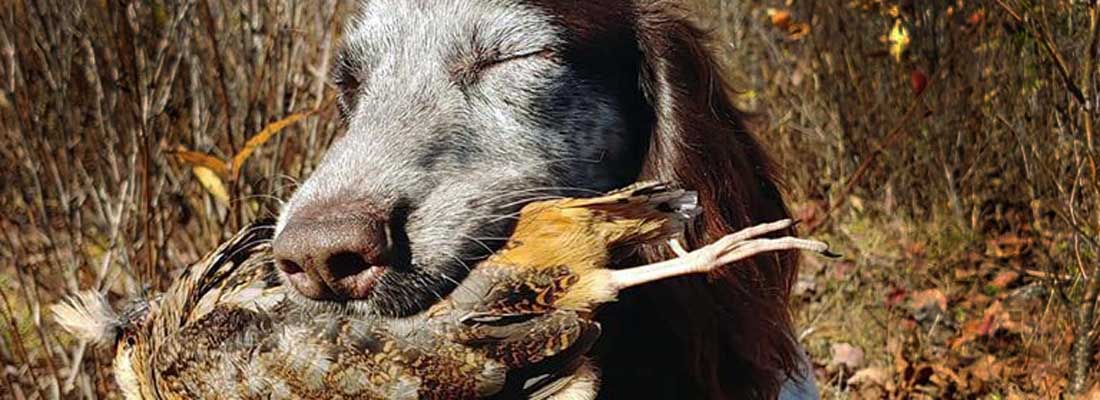 Bird dog with Woodcock in its mouth on hunting trip in Maine