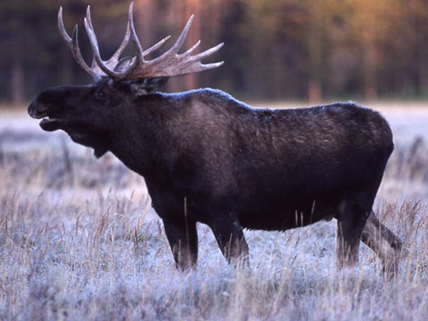 Bull Moose Hunts in Grand Lake Stream Maine