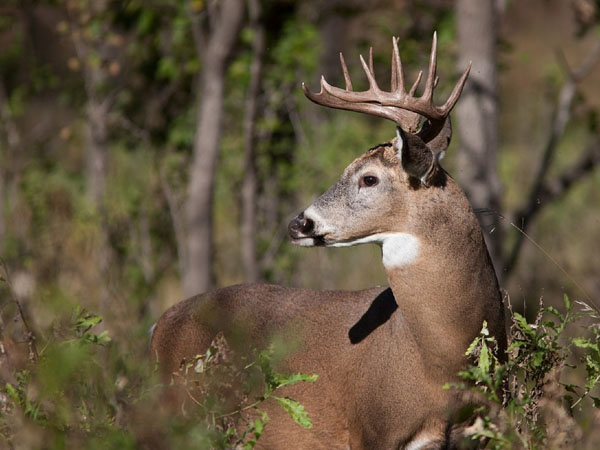 Whitetail deer hunts in Maine
