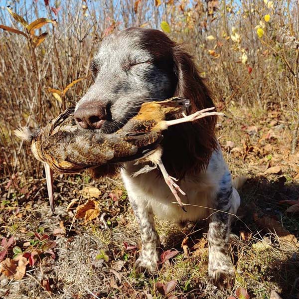 Woodcock Hunting in New England and in Maine